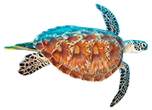 The Honu, the Turtle, is the loyal and steady record keeper of wisdom on the land and in the sea.
