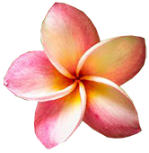 Plumeria Flowers, offer the reminder of the delicate and consistent fragrance of the Mother Earth that welcomes you with Aloha; unconditional love.