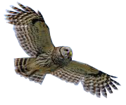 The Pueo, the Owl is a reminder of the ongoing presence of the Aumakua which guide you and illuminate that which has been hidden or unseen.